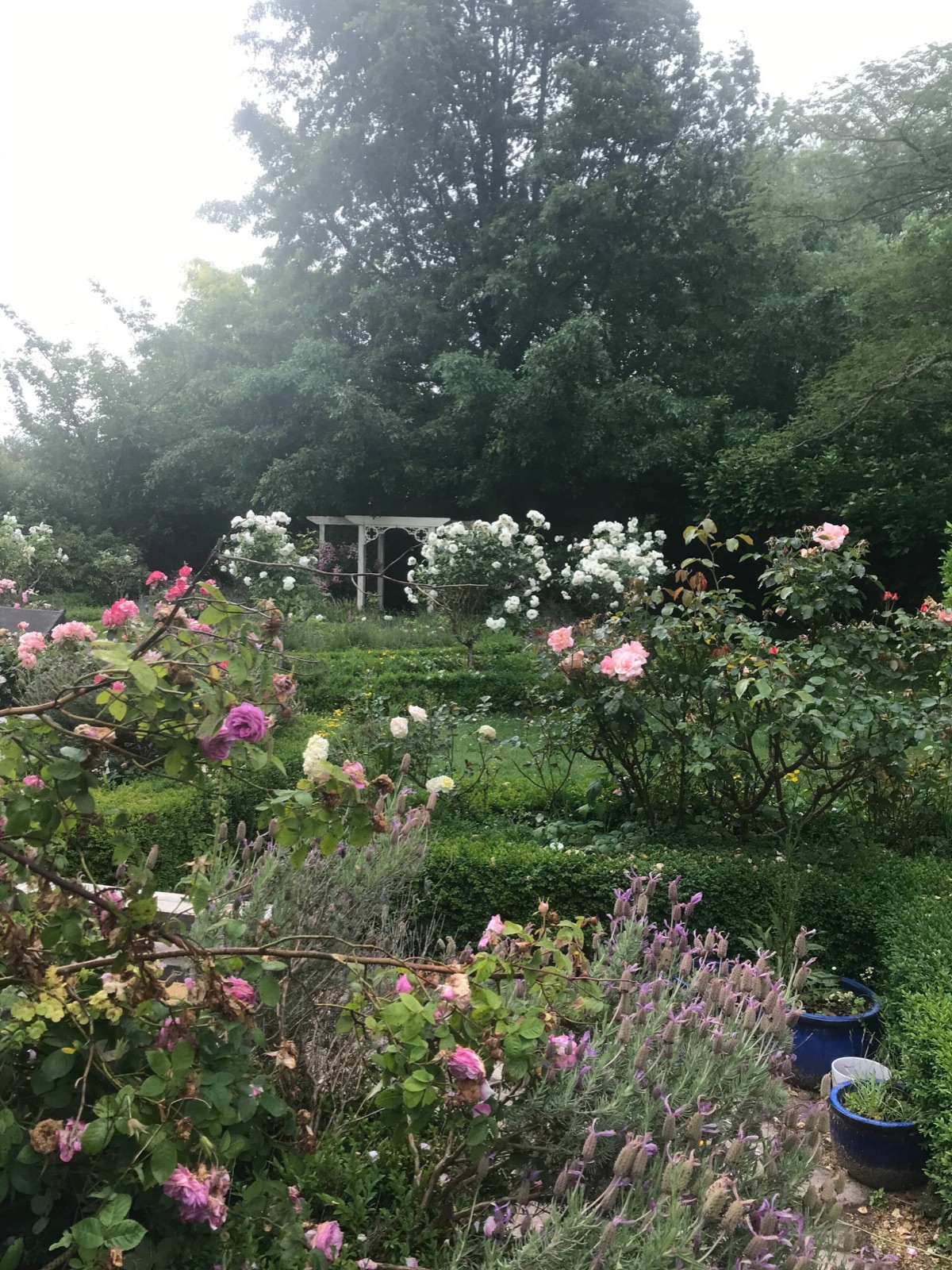 The formal rose garden with its white pergola