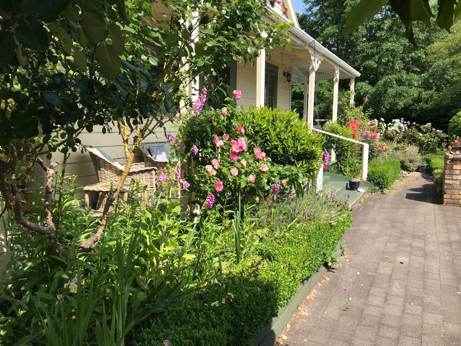 Rose Villa's veranda behind beds of roses, lavender and foxgloves