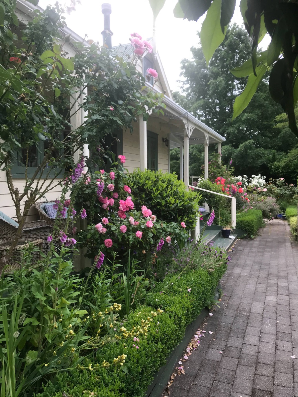 Climbing roses over the villa veranda